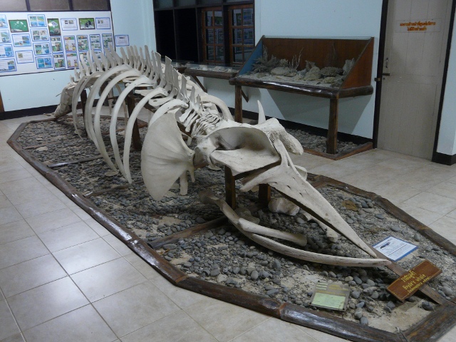 Bryde's Whale skeleton